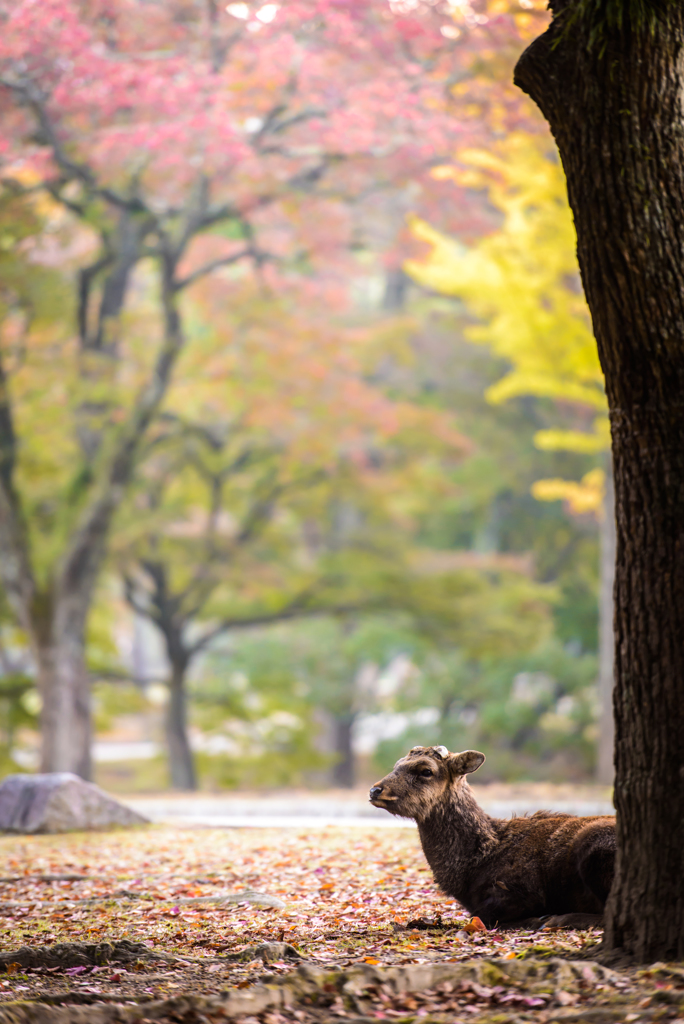 紅葉鹿