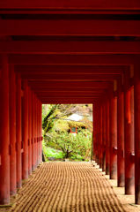 その先には桜が欲しかった。