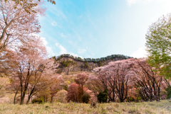 屏風岩の桜