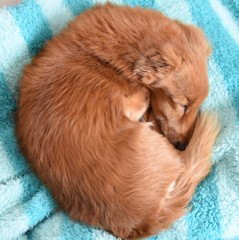 Circle　Dog