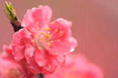 これって桜ですか！？