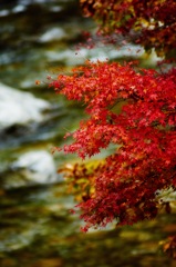嘘くさいけど紅いね。