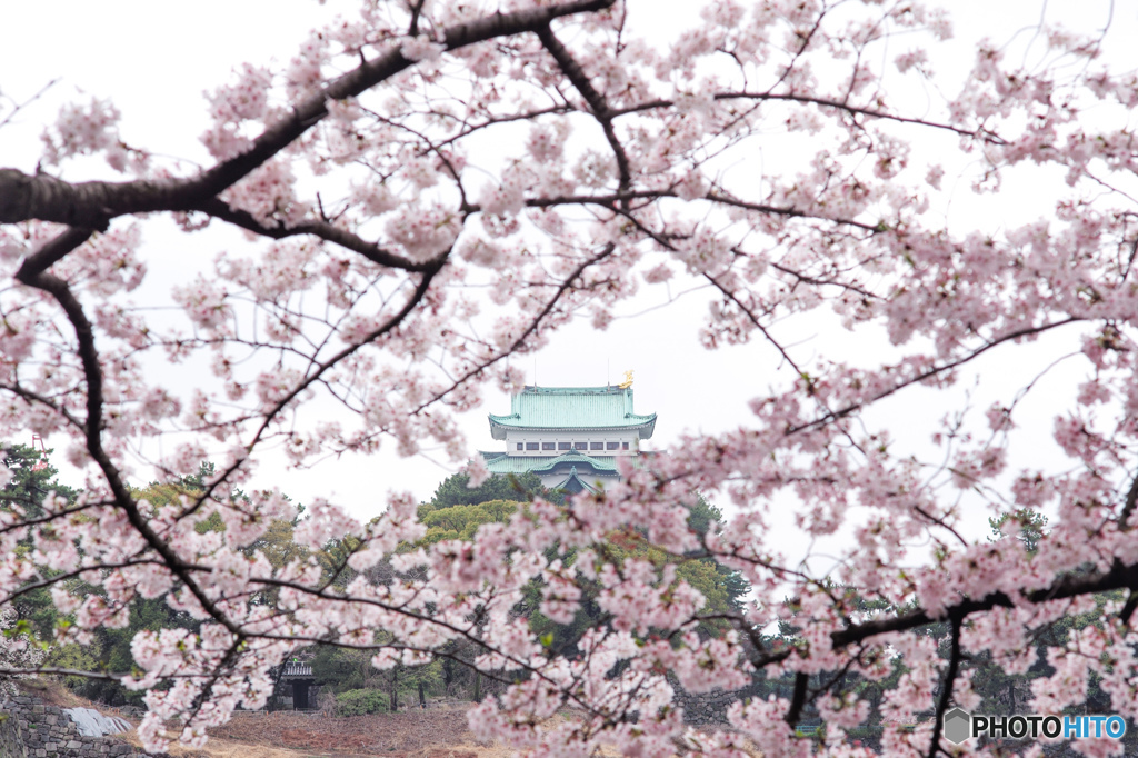 さくら城