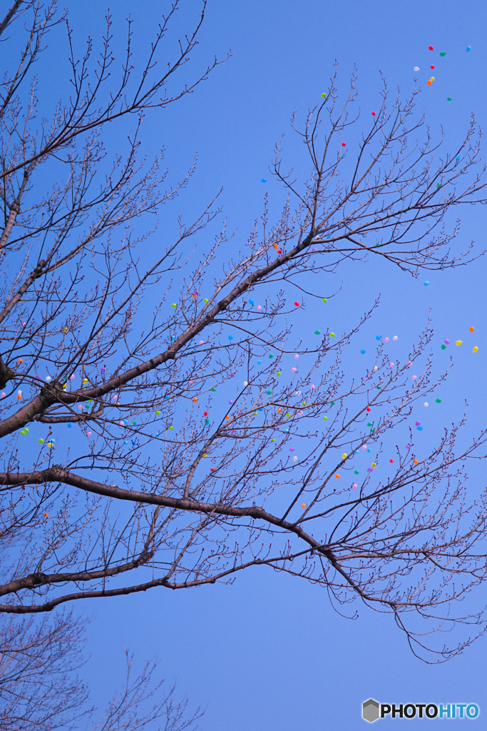 木に咲く風船