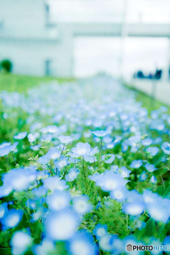 Nemophila　Blue