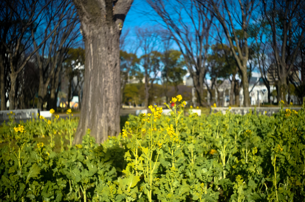 春よ来い@Summicron1st