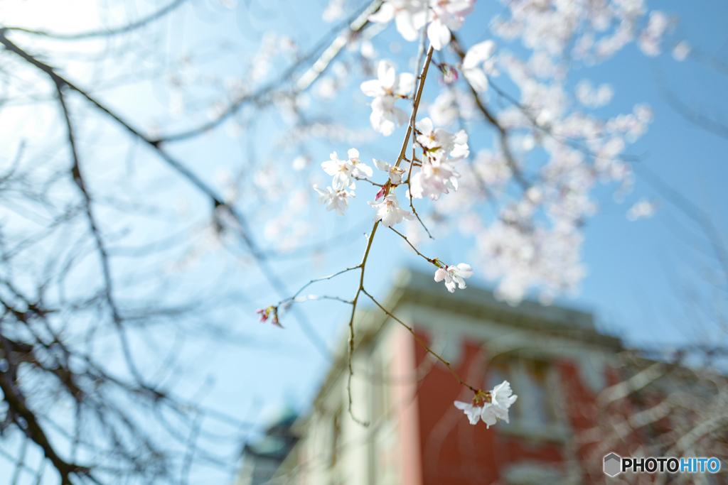 sakura