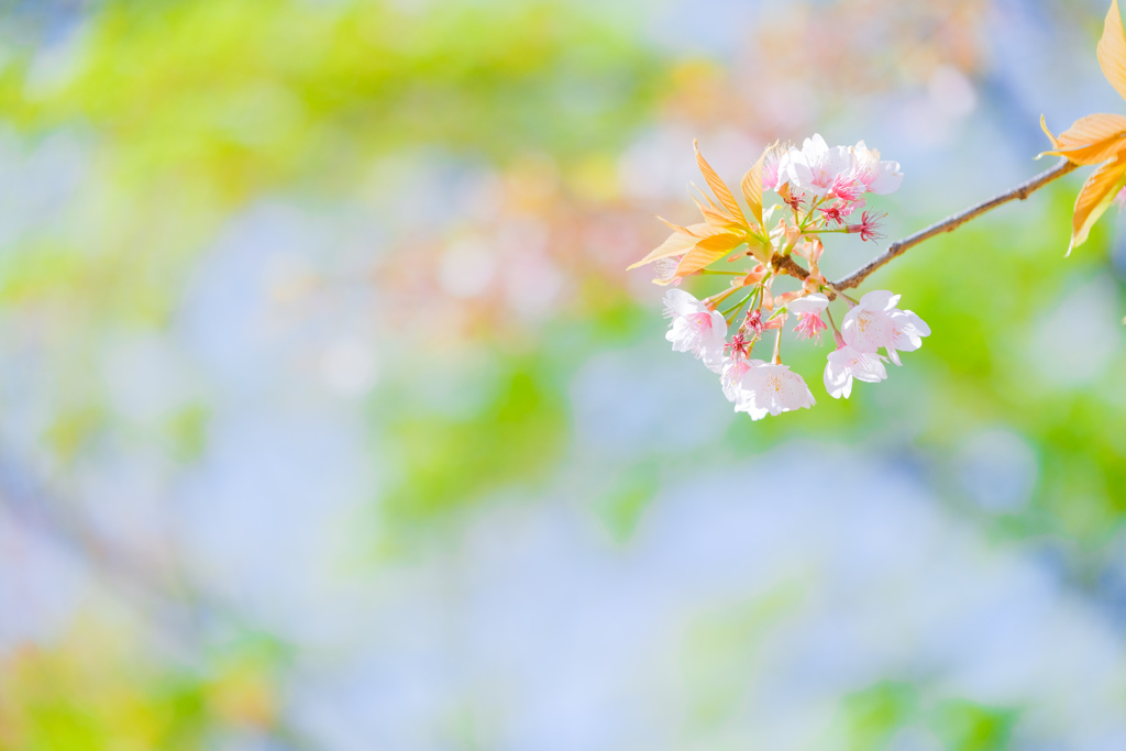 花から新緑へ