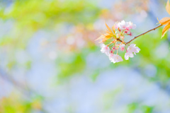 花から新緑へ