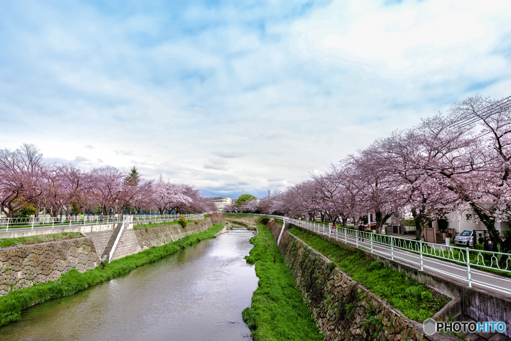 SAKURA