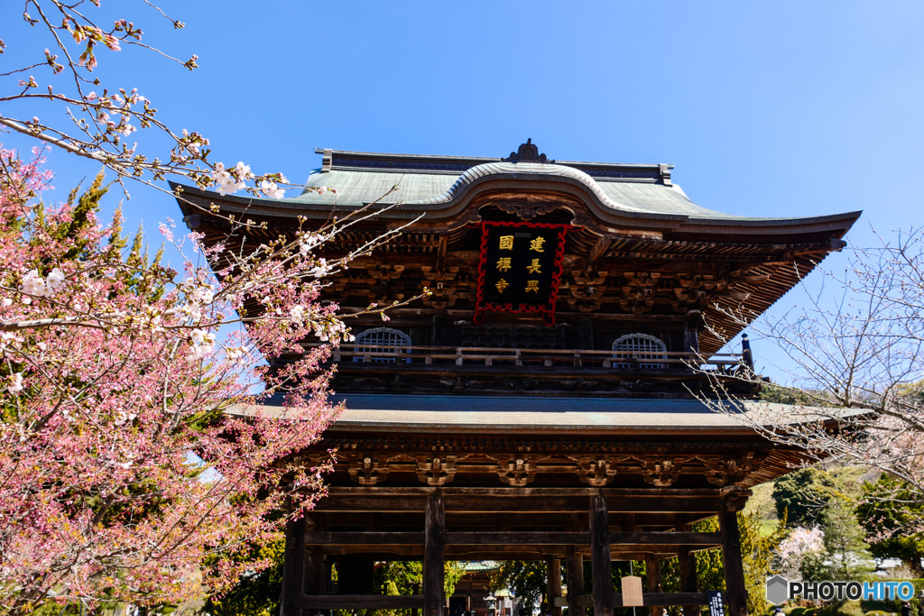 桜の名所～かいちゃん春の陣2019～いざ鎌倉へ！～