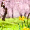 春めく♪