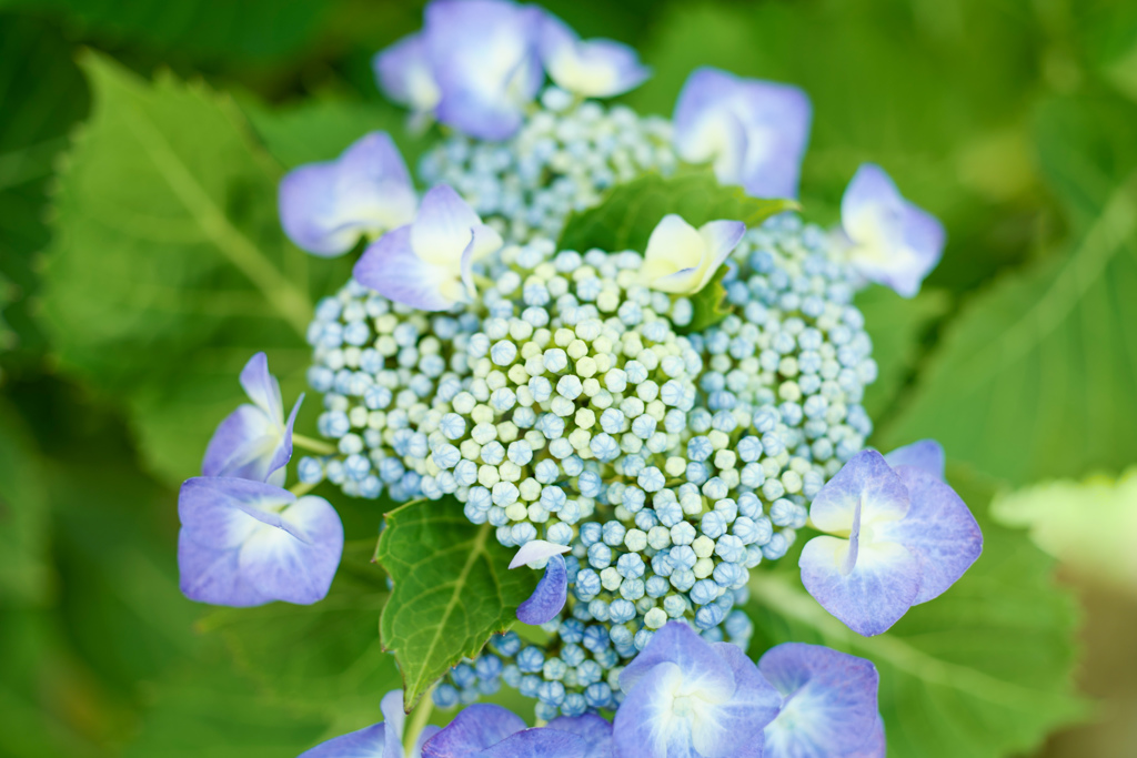 爽やかな６月