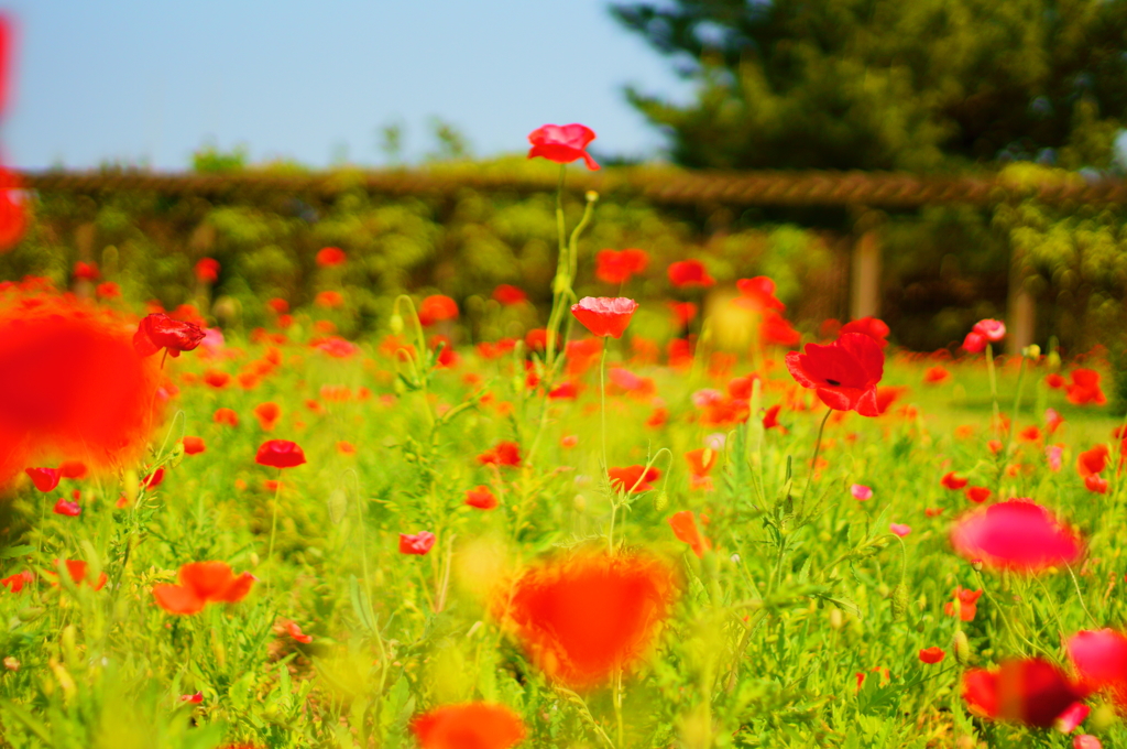 お花畑