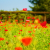 お花畑