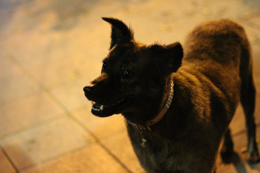 台湾 仇份の裏路地の野良犬