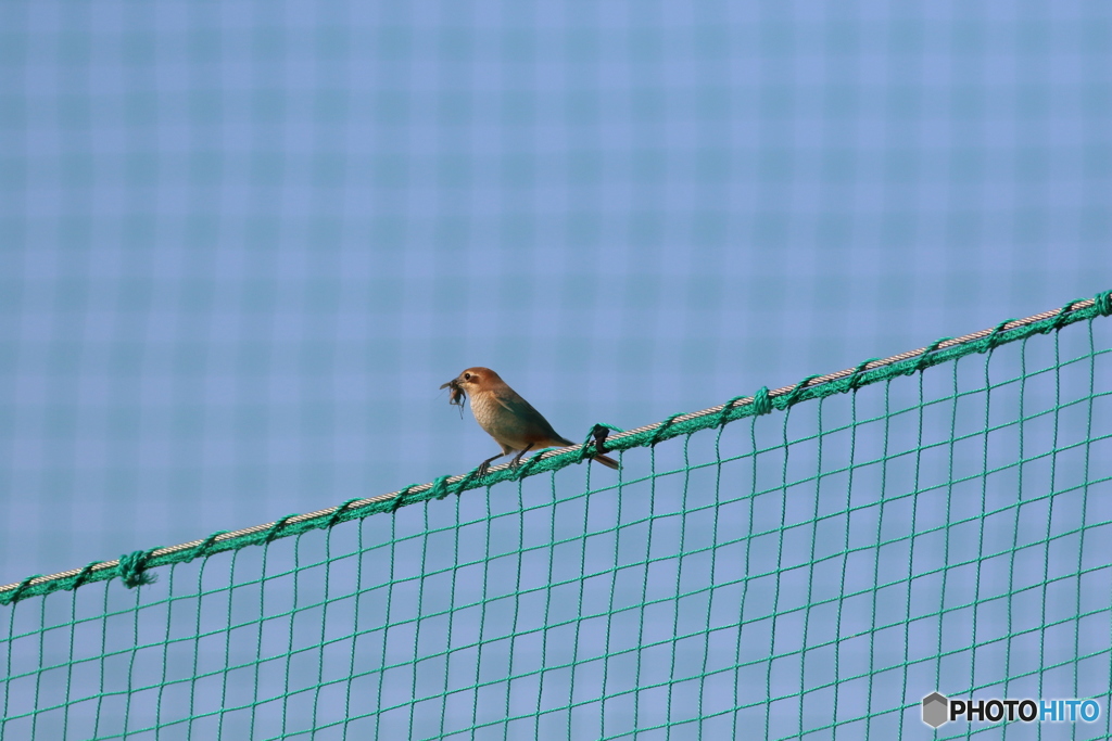 ネット越しモズ子さん