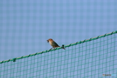 ネット越しモズ子さん