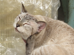 商店街金物屋看板猫