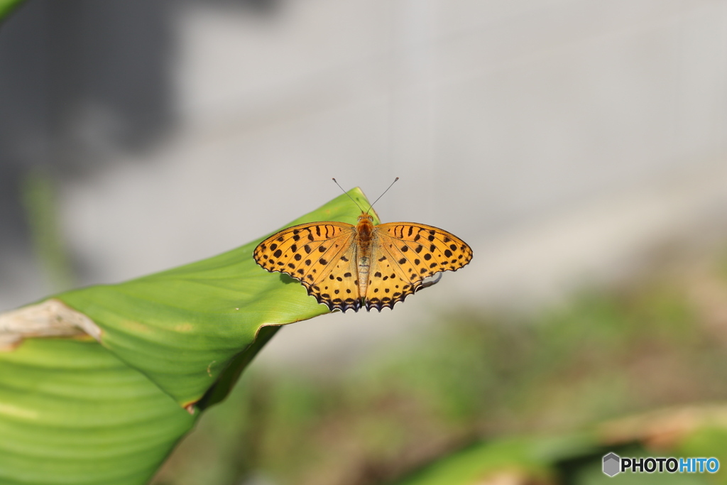 緑にオレンジ