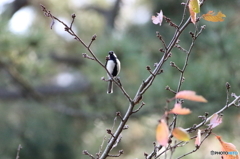 シジュウカラ１