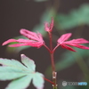 momiji