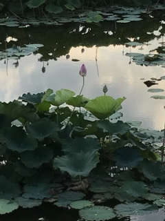 ため池に咲く 2
