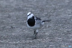 あ、撮ってんの？