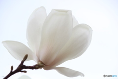 春の白い花　１
