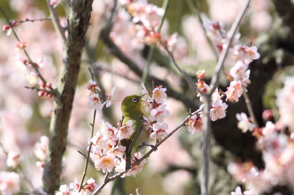 お食事風景：メジロ
