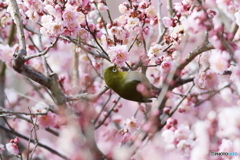 ウメジロー4