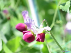 えんどうまめの花