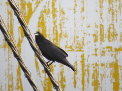 嘴が黄色いカラス？