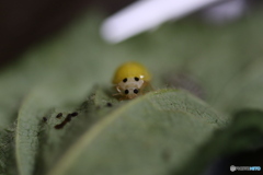 羽化しました
