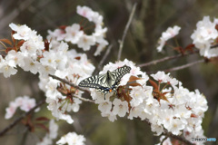 桜餅のお味？