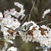 桜餅のお味？