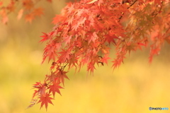 お山の紅葉　２
