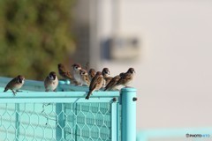ちいちいぱっぱ♪