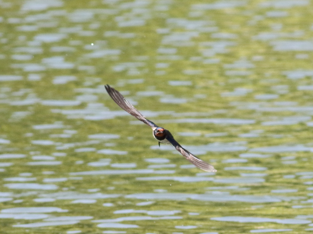 やぁ、こんにちは♪