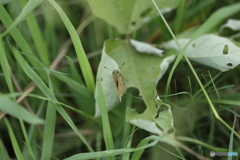 うちが食べたんちゃうよ