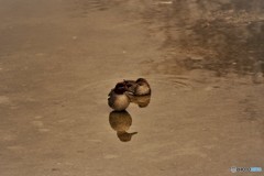 微睡から覚めて