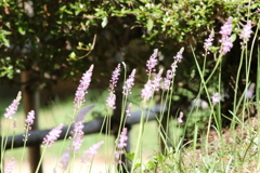 秋の風に揺れる