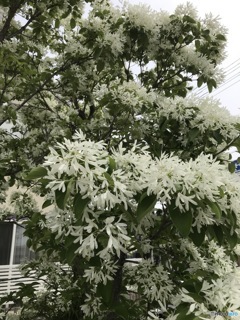 メモメモ