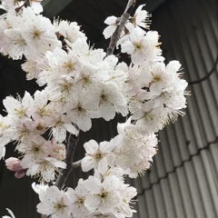 この桜は？？