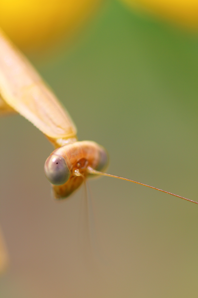golden mantis