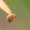 golden mantis