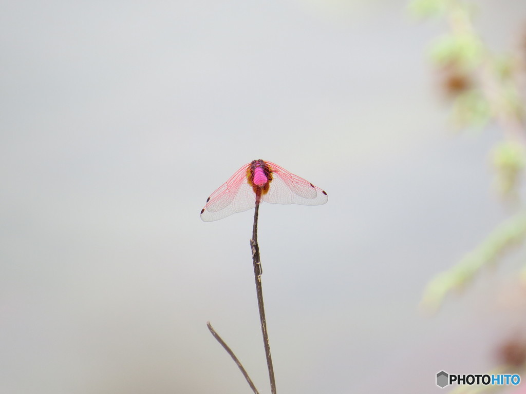 一輪の花と咲く