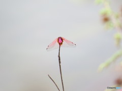 一輪の花と咲く