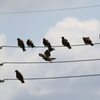 電線に…カラスにあらず