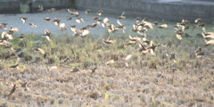 雀さん、飛ぶ